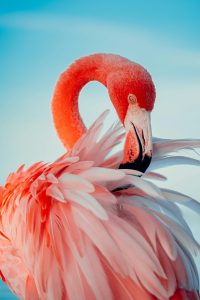 pexels-edrick-krozendijk-95845036-9247595